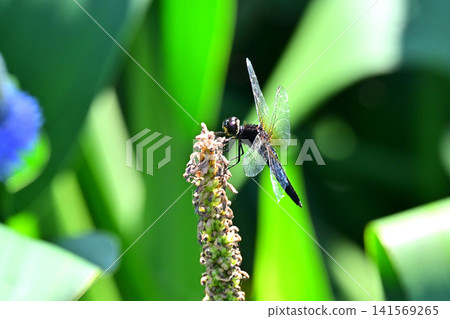 Dragonfly Dragonfly 141569265