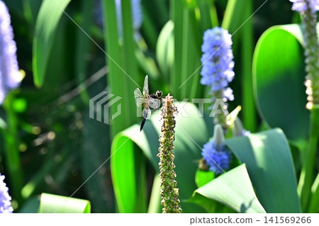Dragonfly Dragonfly 141569266