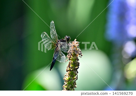 Dragonfly Dragonfly 141569270