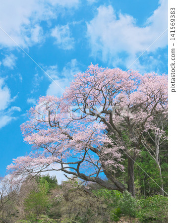 A single cherry tree - The cherry blossoms of Shimoyamada in full bloom stand out against the blue sky. A single cherry tree - The cherry blossoms of Shimoyamada in full bloom stand out against the blue sky. 141569383