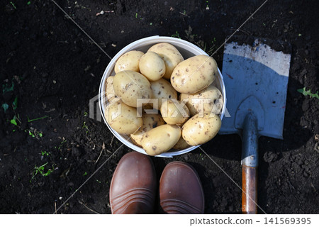 Organic potato harvest close up. Freshly harvested yellow potato with shovel on soil in farm garden, harvesting vegetables 141569395