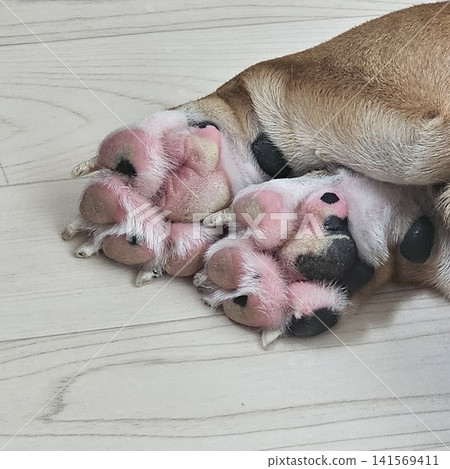 睡著的鬥牛犬的腳 141569411