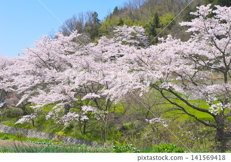 Cherry blossoms in Fukushima Prefecture, in full bloom against a clear blue sky - a natural landscape. Cherry blossoms in Fukushima Prefecture, in full bloom against a clear blue sky - a natural landscape. 141569418