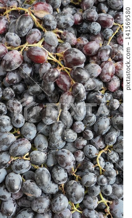 Dense pile of dark blue purple grapes filling frame Dense pile of dark blue purple grapes filling frame 141569580