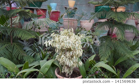 Potted bush with white green leaves surrounded by terracotta plants Potted bush with white green leaves surrounded by terracotta plants 141569636