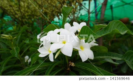 White plumeria flowers framed by overcast garden greenery White plumeria flowers framed by overcast garden greenery 141569646