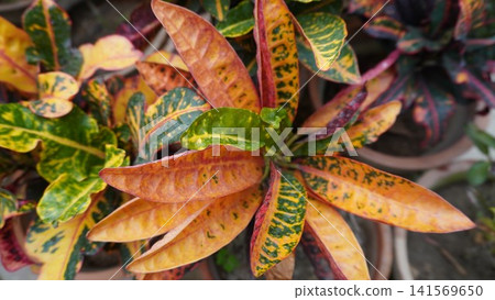 Croton close up with orange, yellow, green, and red leaves Croton close up with orange, yellow, green, and red leaves 141569650
