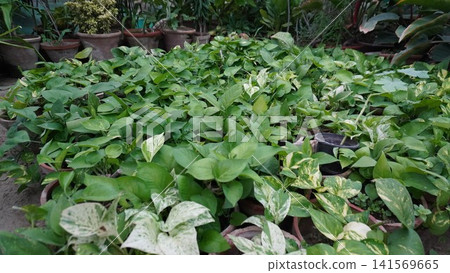 Dense pothos plants with green white patterned foliage Dense pothos plants with green white patterned foliage 141569665