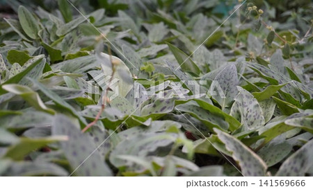 Silver spotted green leaves with budding stalks close ground shot Silver spotted green leaves with budding stalks close ground shot 141569666