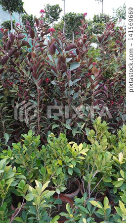 Tall leafy plants with burgundy leaves and red flowers Tall leafy plants with burgundy leaves and red flowers 141569669