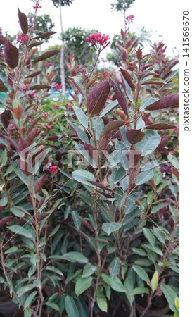 Close up dark burgundy green leaves with budding flowers Close up dark burgundy green leaves with budding flowers 141569670