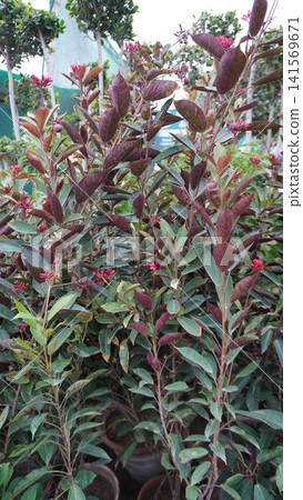 Plants with red buds and glossy green chocolate leaves Plants with red buds and glossy green chocolate leaves 141569671