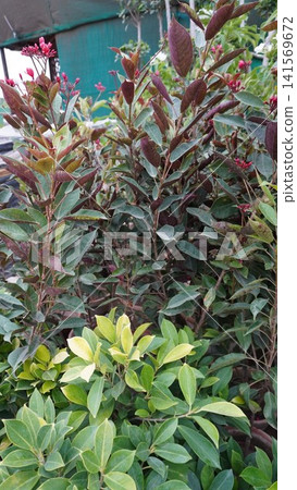 Red buds and mixed foliage behind bright green shrubbery Red buds and mixed foliage behind bright green shrubbery 141569672