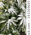 一款以冬季為靈感的雪景紋理。 141569693