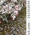 冬日花園裡覆蓋著白雪的南天竹葉 141569694