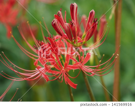 Red spider lily (Lycoris radiata) Red spider lily (Lycoris radiata) 141569916