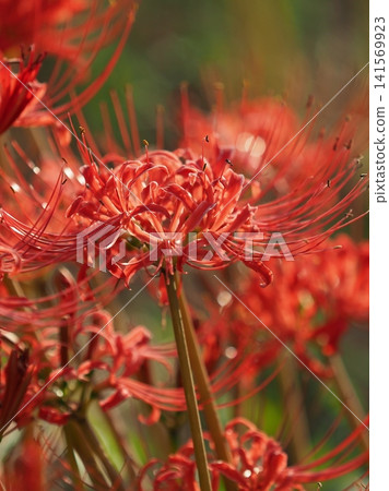 Red spider lily (Lycoris radiata) Red spider lily (Lycoris radiata) 141569923