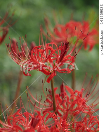 Red spider lily (Lycoris radiata) Red spider lily (Lycoris radiata) 141569928
