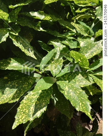 Aoki (Aucuba japonica) Aoki (Aucuba japonica) 141570046