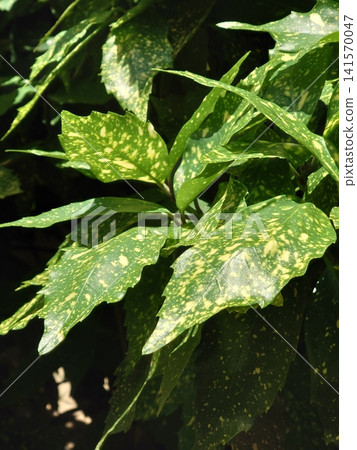 Aoki (Aucuba japonica) Aoki (Aucuba japonica) 141570047