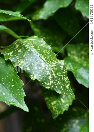 Aoki (Aucuba japonica) Aoki (Aucuba japonica) 141570051