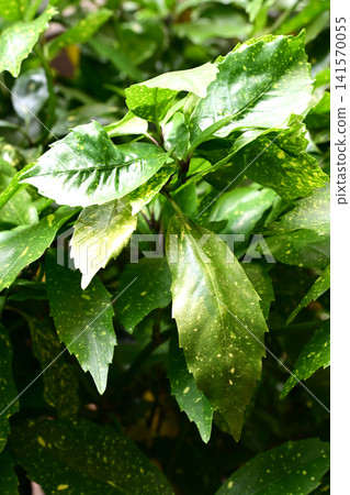 Aoki (Aucuba japonica) Aoki (Aucuba japonica) 141570055
