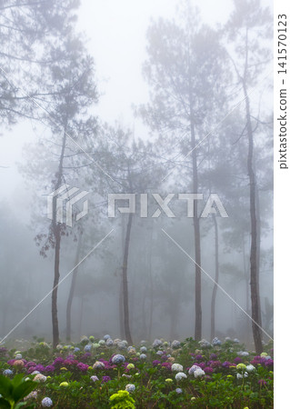 Misty morning in a pine forest in Indonesia. Blooming hortensias at highland plantation in tropical jungle creating dreamy scene. Perfect for nature travel background, tourism in mountains landscapes. Misty morning in a pine forest in Indonesia. Blooming hortensias at highland plantation in tropical jungle creating dreamy scene. Perfect for nature travel background, tourism in mountains landscapes. 141570123