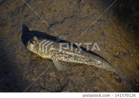 Mudskipper fish resting on wet, muddy ground near the coast. This amphibious fish, known for its ability to move on land, is photographed in natural sunlight, showcasing its unique eyes and textured Mudskipper fish resting on wet, muddy ground near the coast. This amphibious fish, known for its ability to move on land, is photographed in natural sunlight, showcasing its unique eyes and textured 141570126