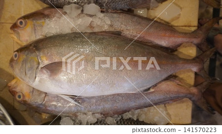Fresh fish on ice, silver and pink tones visible Fresh fish on ice, silver and pink tones visible 141570223
