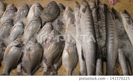 Assorted fresh fish neatly displayed on crushed ice Assorted fresh fish neatly displayed on crushed ice 141570225