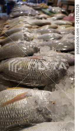 Close up of iced fish showing scales and texture Close up of iced fish showing scales and texture 141570226