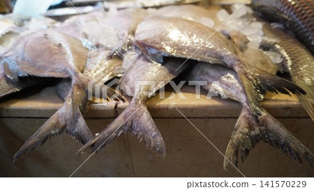 Silvery fish tails converge on ice and beige surface Silvery fish tails converge on ice and beige surface 141570229