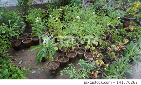 Variety of potted plants with greenery and white flowers clustered Variety of potted plants with greenery and white flowers clustered 141570262