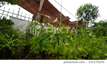 Close up of green leaves and white flowers with background structure Close up of green leaves and white flowers with background structure 141570264