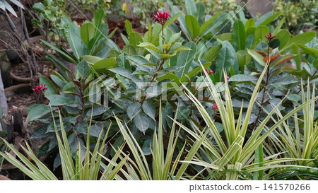 Green foliage with red flowers mixed with spiky garden plants Green foliage with red flowers mixed with spiky garden plants 141570266