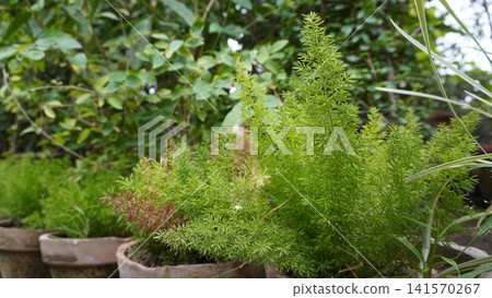 Row of foxtail ferns in terracotta pots outdoors Row of foxtail ferns in terracotta pots outdoors 141570267