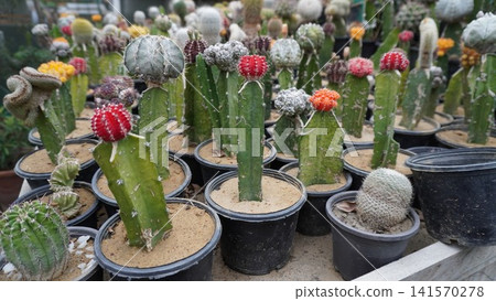 Unique cacti collection in pots with colorful buds Unique cacti collection in pots with colorful buds 141570278