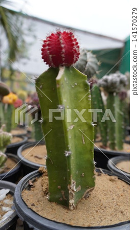 Green cactus with red top in black pot Green cactus with red top in black pot 141570279