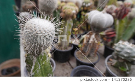 Spherical cactus with sharp white spines close up Spherical cactus with sharp white spines close up 141570286