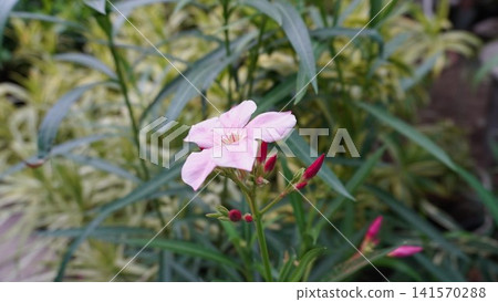 Pink flower with red buds amid long green leaves Pink flower with red buds amid long green leaves 141570288