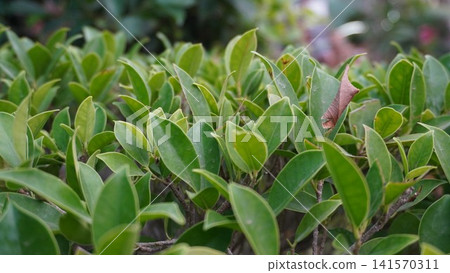 Close up dense green leaves partially hiding branch Close up dense green leaves partially hiding branch 141570311
