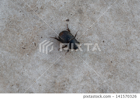 Black Maize Beetle Pentodon Idiota Crawling on Concrete Surface Black Maize Beetle Pentodon Idiota Crawling on Concrete Surface 141570326