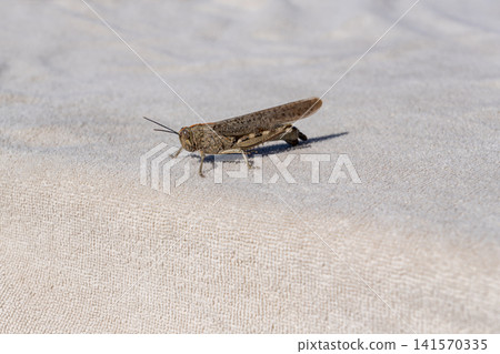 Gray Grasshopper Sitting on Light Textured Fabric Surface in Daylight Gray Grasshopper Sitting on Light Textured Fabric Surface in Daylight 141570335