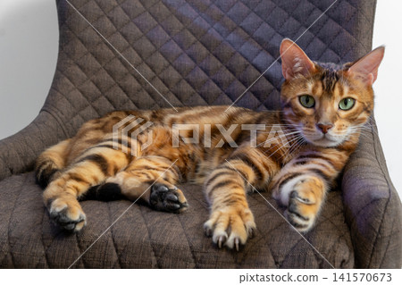 Bengal cat relaxing on brown quilted chair looking at camera Bengal cat relaxing on brown quilted chair looking at camera 141570673