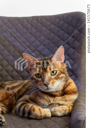 Bengal cat relaxing on brown quilted chair looking at camera Bengal cat relaxing on brown quilted chair looking at camera 141570675