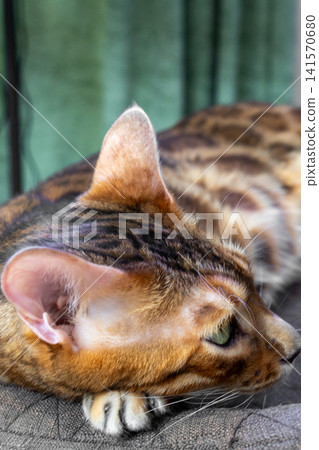 Close up of Bengal cat head with sharp claws resting on textile surface Close up of Bengal cat head with sharp claws resting on textile surface 141570680