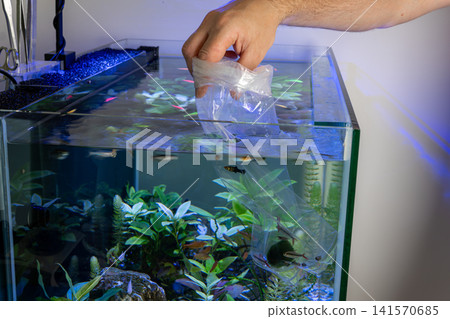 Hand floating plastic bag to acclimatize new fish in home aquarium Hand floating plastic bag to acclimatize new fish in home aquarium 141570685