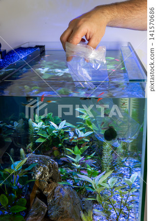 Hand floating plastic bag to acclimatize new fish in home aquarium Hand floating plastic bag to acclimatize new fish in home aquarium 141570686