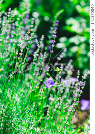 Purple bright blooming lavender among green grass in the garden Purple bright blooming lavender among green grass in the garden 141570840