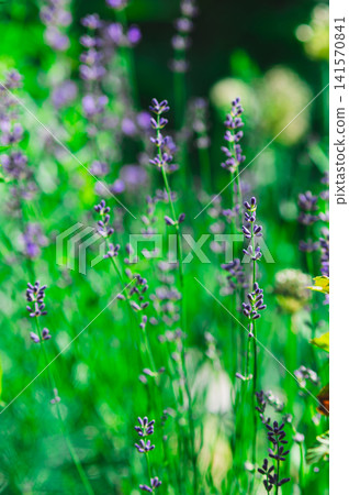 Beautiful selective focus background of blooming lavender in the garden vertical view Beautiful selective focus background of blooming lavender in the garden vertical view 141570841